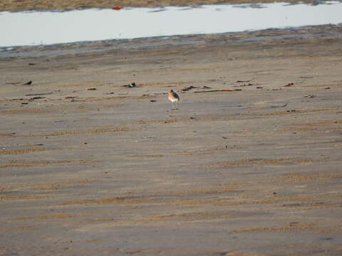 Image of Red-capped Dotterel