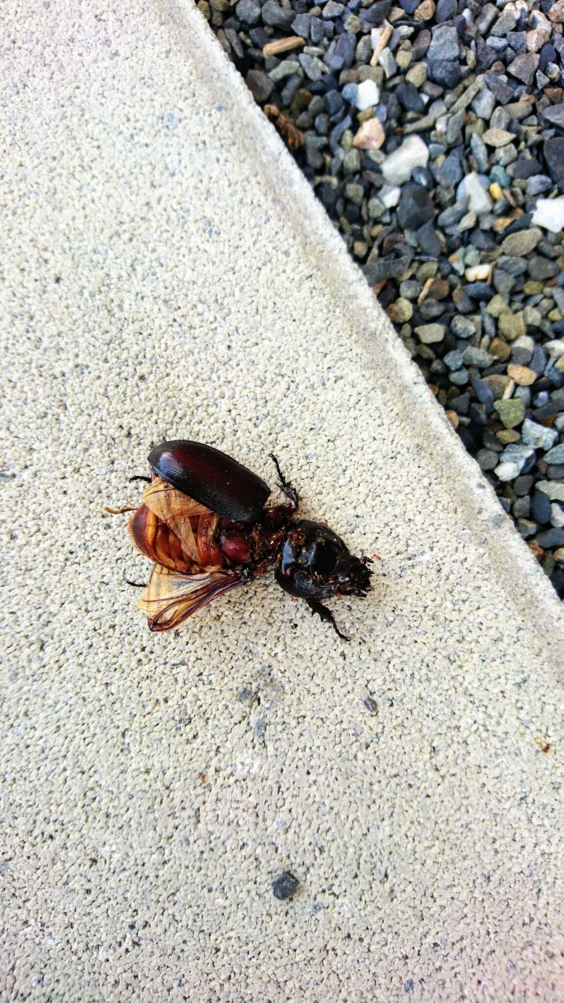 Image of Asian rhinoceros beetle