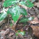 Image of Goodyera pusilla Blume