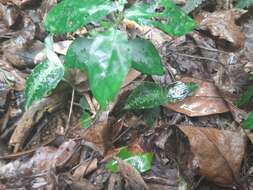 Image of Goodyera pusilla Blume