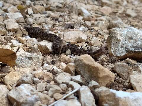 Image of Vipera aspis hugyi Schinz 1833