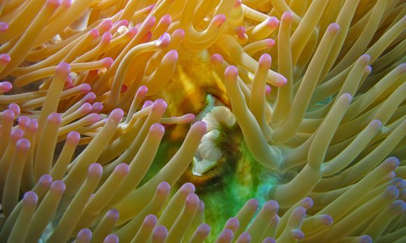 Image of Bulb-Tip Anemone