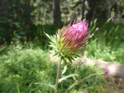 Imagem de Cirsium andersonii (A. Gray) Petr.