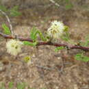 Image of Vachellia reficiens subsp. reficiens