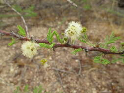 Image of Vachellia reficiens subsp. reficiens