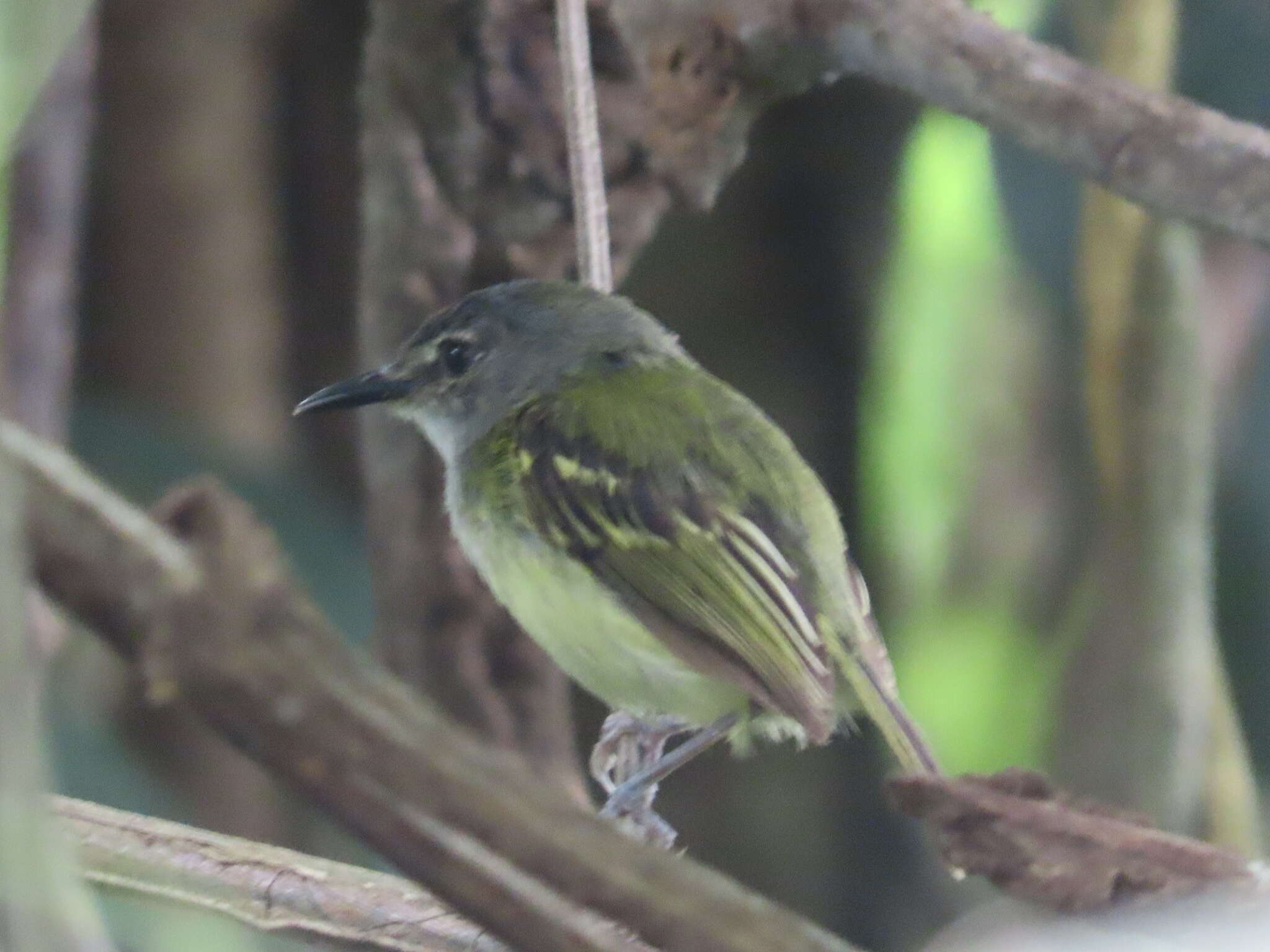 Image of Slate-headed Tody-Flycatcher