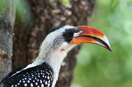 Image of Jackson's Hornbill