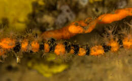 Image of Patchwork Cuttlefish