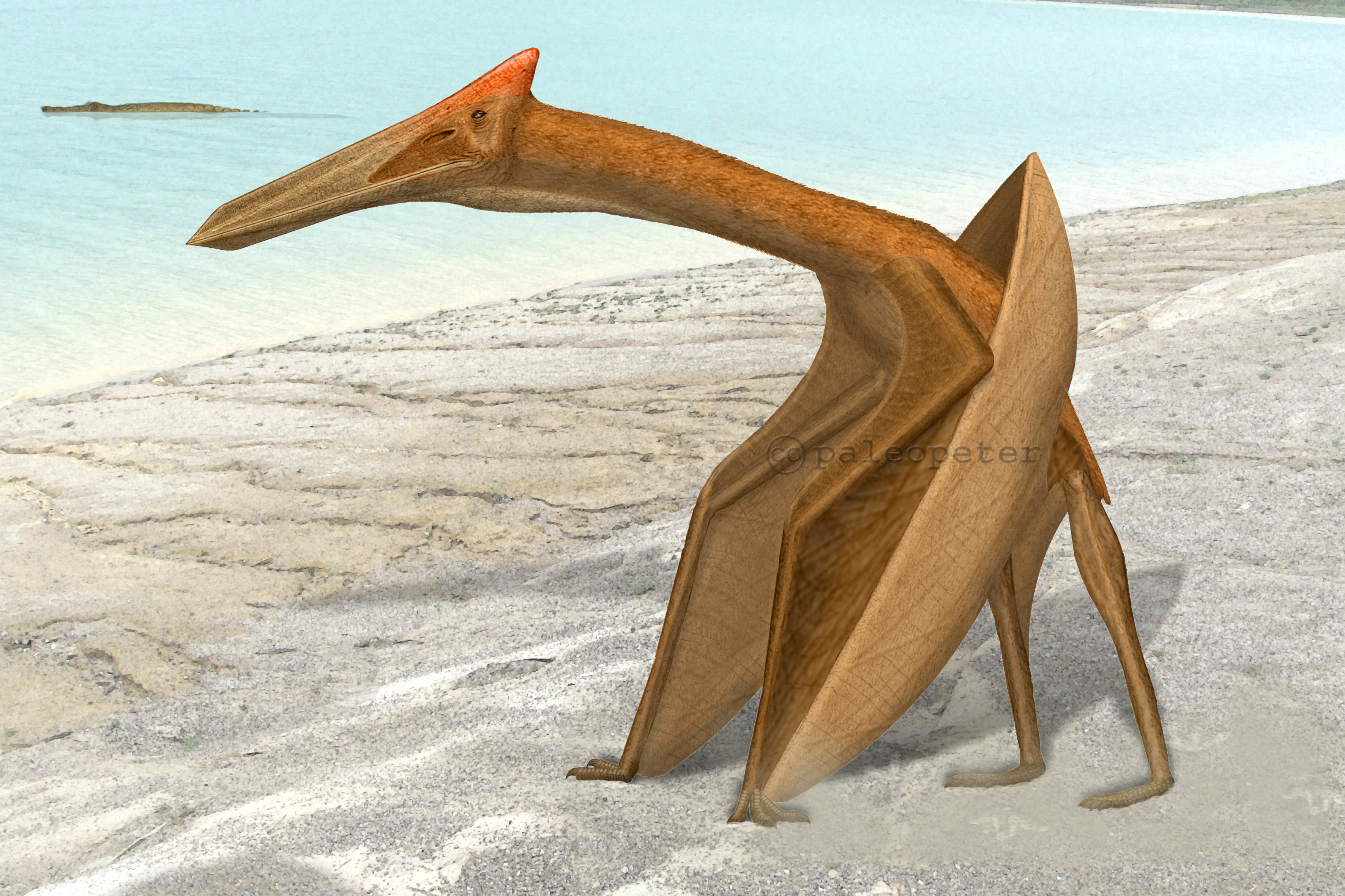 crested pterosaurs