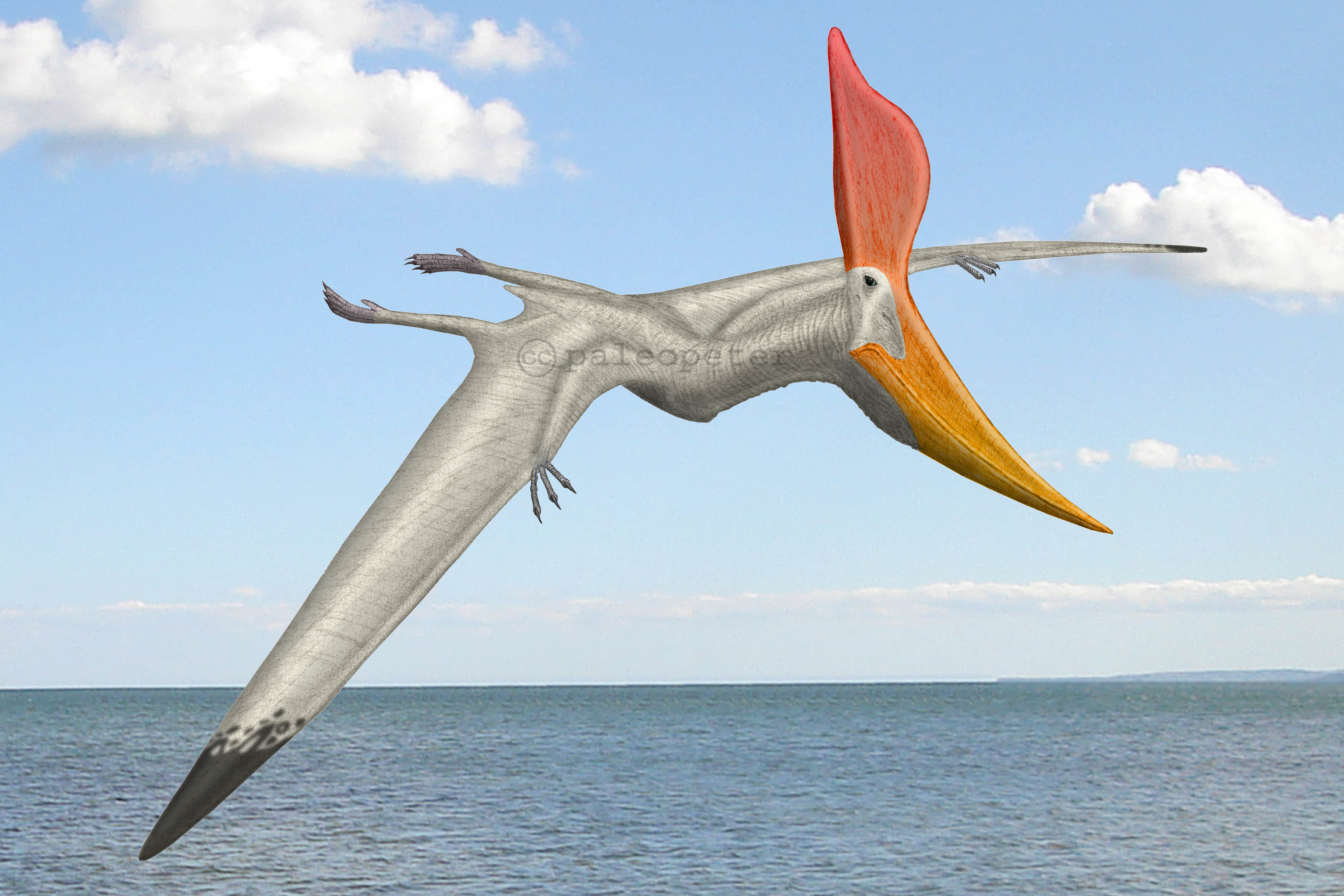 pteranodon in english