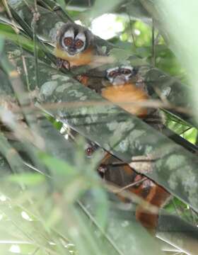 Image of Black-headed Night Monkey