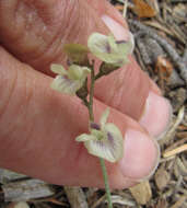 Image of Yellowstone milkvetch