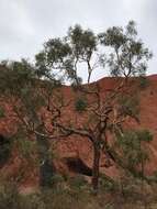 Image of Corymbia terminalis (F. Müll.) K. D. Hill & L. A. S. Johnson