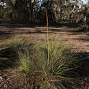 Слика од Xanthorrhoea caespitosa D. J. Bedford