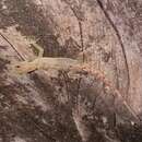 Sivun Cnemaspis silvula Manamendra-arachchi, Batuwita & Pethiyagoda 2007 kuva