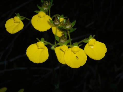 Image of Calceolaria valdiviana Phil.