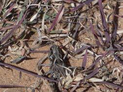 Image of Four-spotted Grasshopper