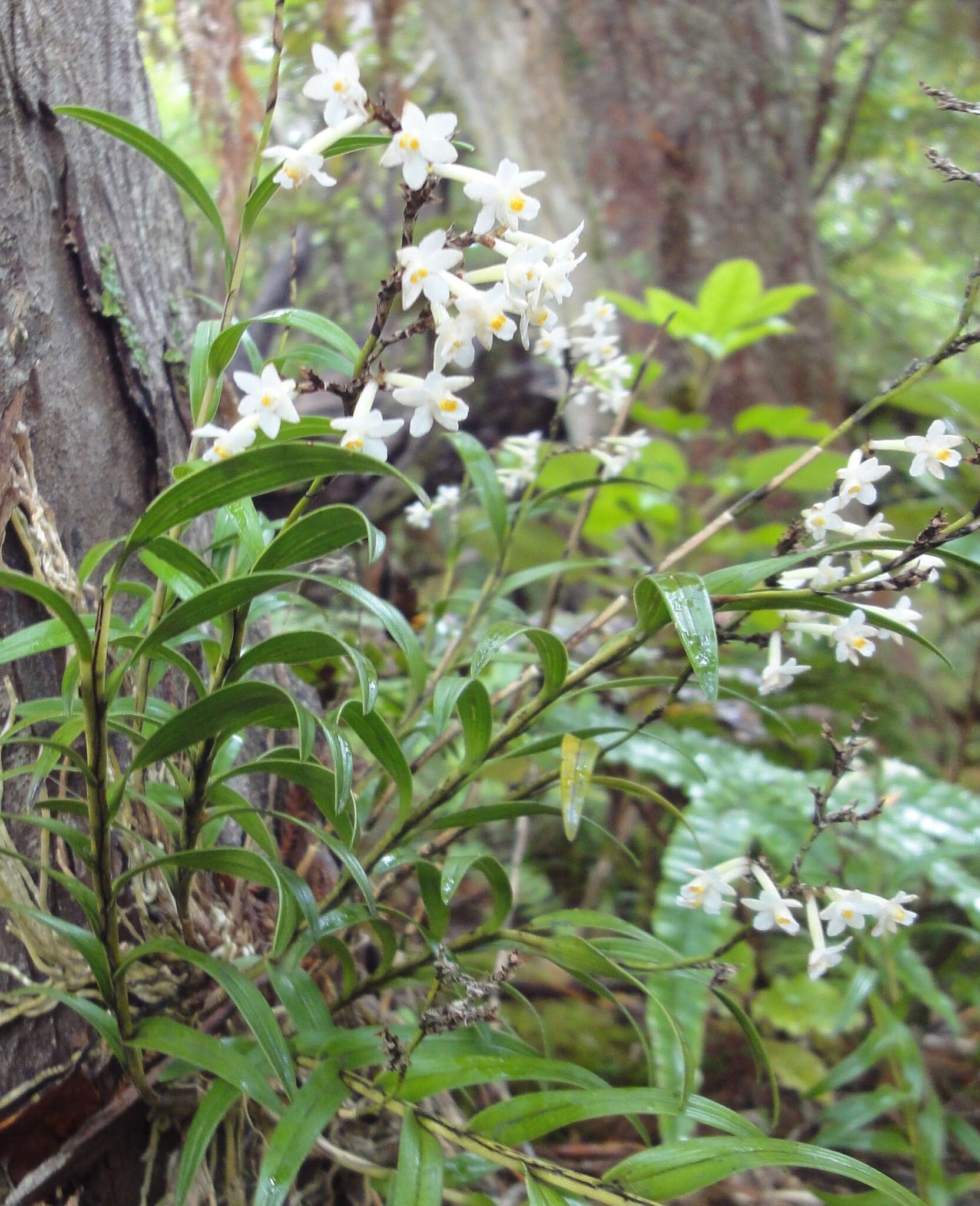 Image of Earina autumnalis (G. Forst.) Hook. fil.