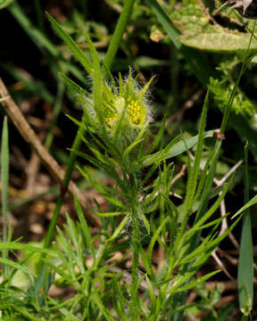 Image of Nigella ciliaris DC.