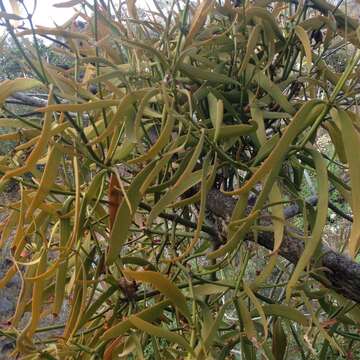 Image de Phoradendron carneum Urb.