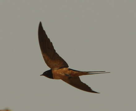 Image de Hirundo rustica transitiva (Hartert 1910)