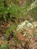 Imagem de <i>Astragalus <i>racemosus</i></i> var. racemosus