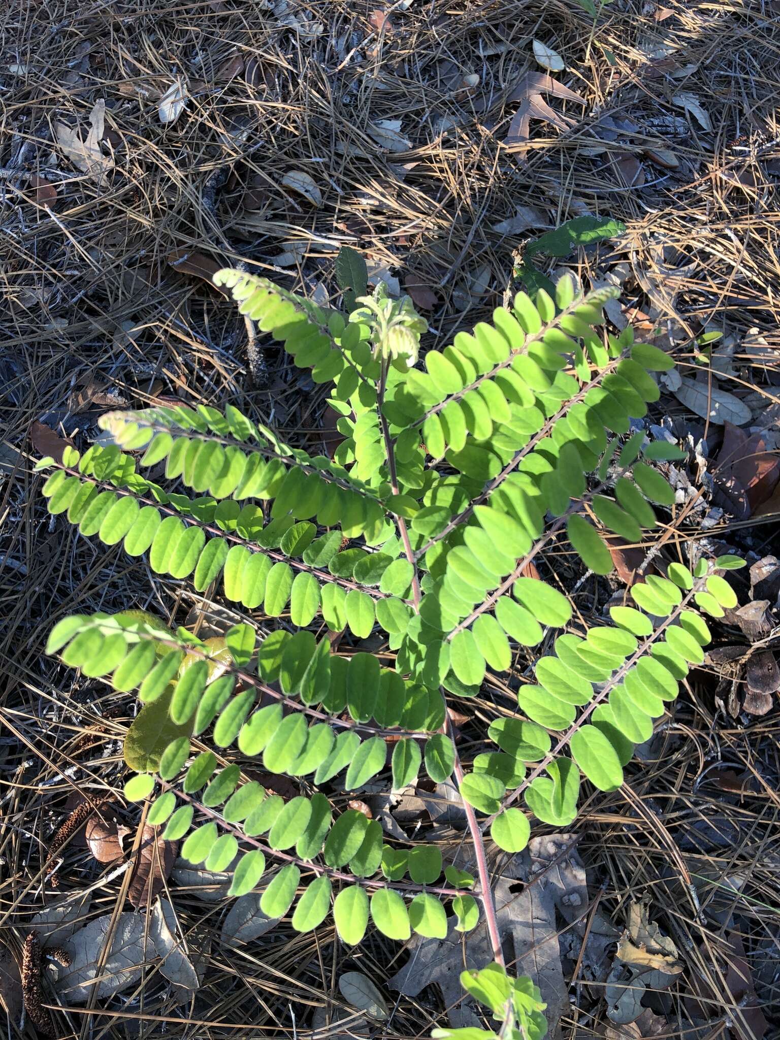 Image of Cluster-Spike Indigo-Bush