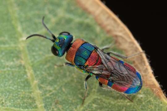 Image of <i>Chrysis semicincta</i>