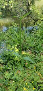 Image of Brazilian Vervain