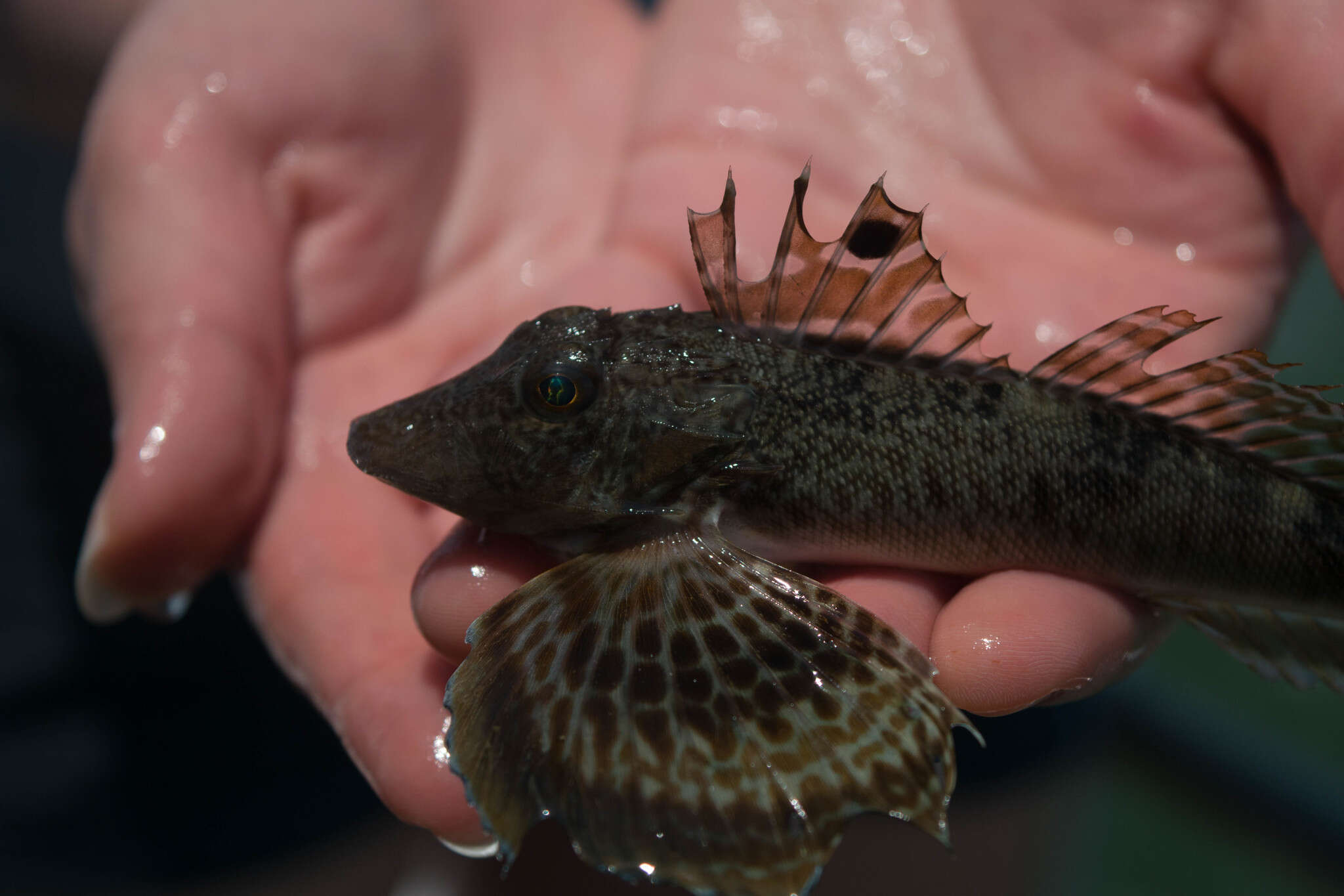 Plancia ëd Prionotus carolinus (Linnaeus 1771)