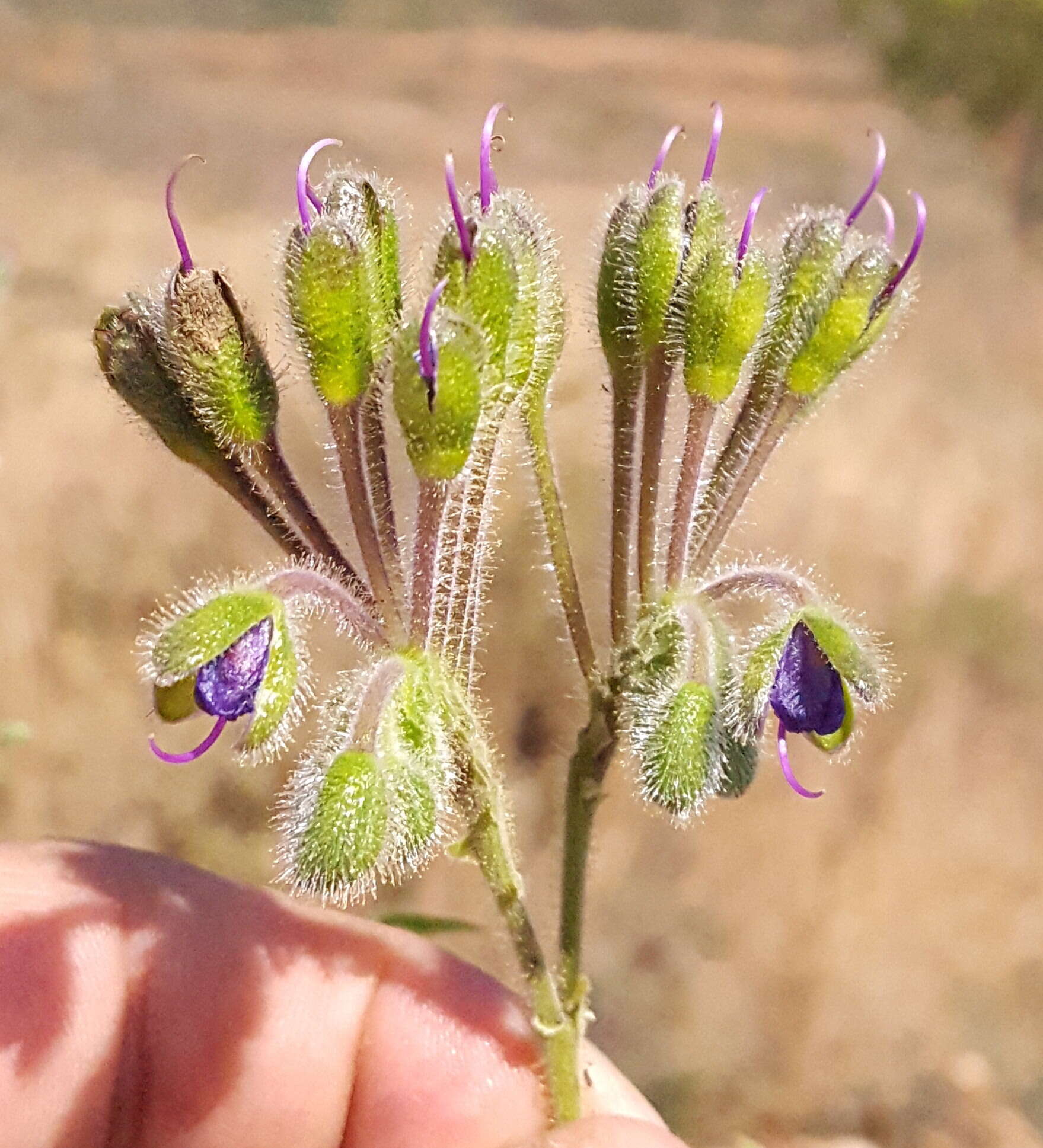 Image of Tinantia erecta (Jacq.) Fenzl