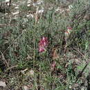 Plancia ëd Anthyllis vulneraria subsp. rubriflora (DC.) Arcang.
