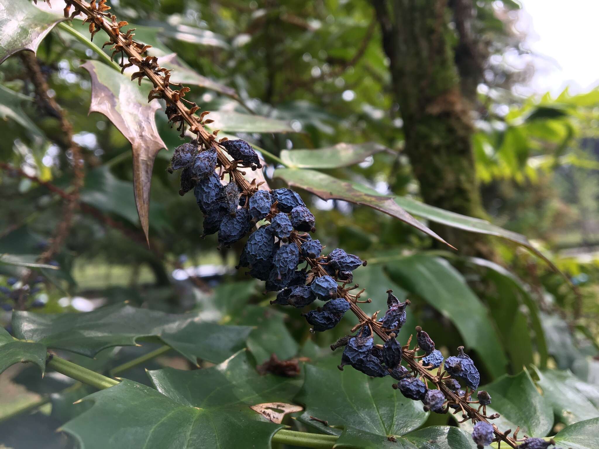 Sivun Berberis oiwakensis (Hayata) J. E. Laferriere kuva