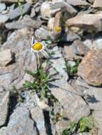 Слика од Leucanthemum coronopifolium Vill.