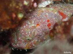 Image of Bandfin frogfish