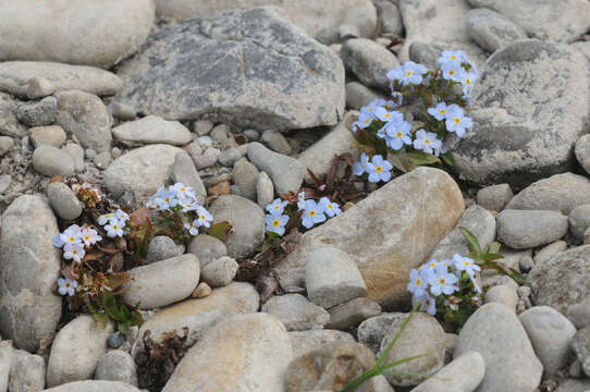 صورة Myosotis rehsteineri Warten.