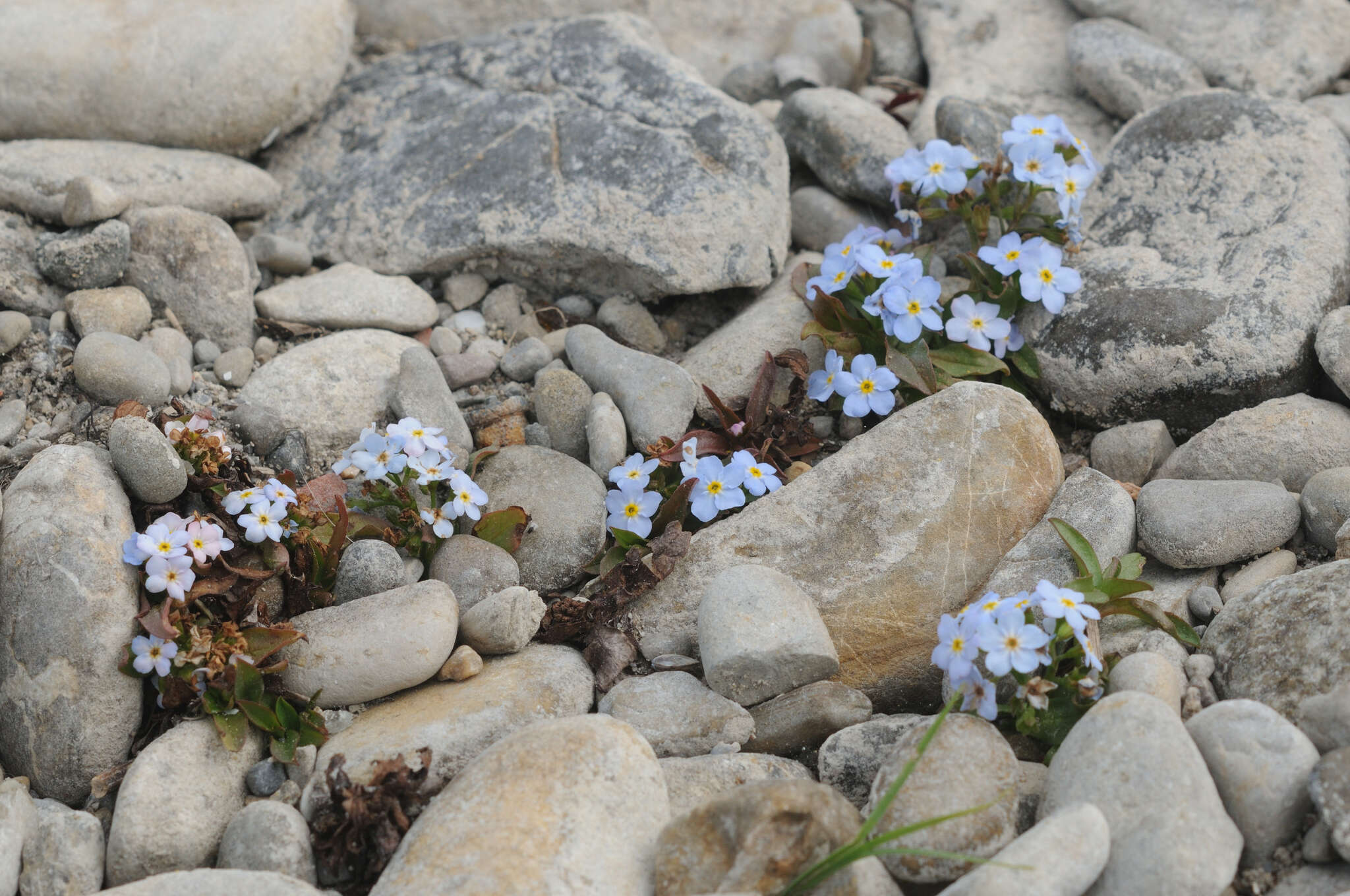 Image of Myosotis rehsteineri Warten.