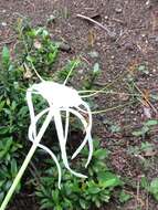 Image of beach spiderlily