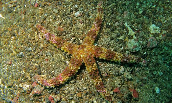 Image of <i>Coeloplana astericola</i> Mortensen 1927