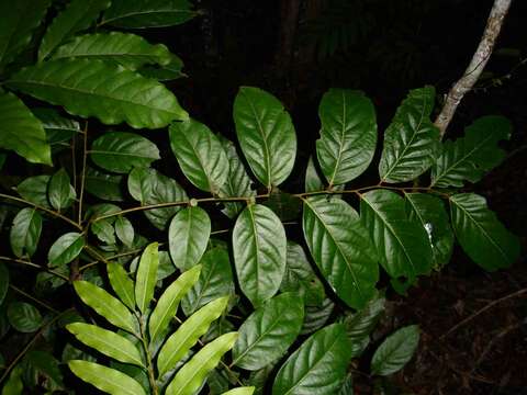 Image de Phyllanthus caledonicus (Müll. Arg.) Müll. Arg.