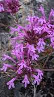 Image of Thymus longiflorus Boiss.