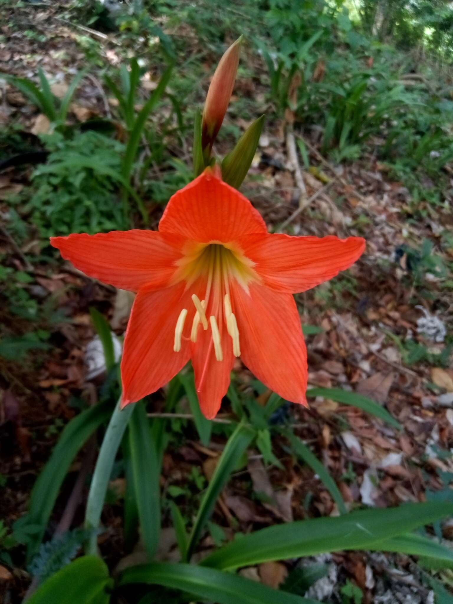 Imagem de Hippeastrum puniceum (Lam.) Voss