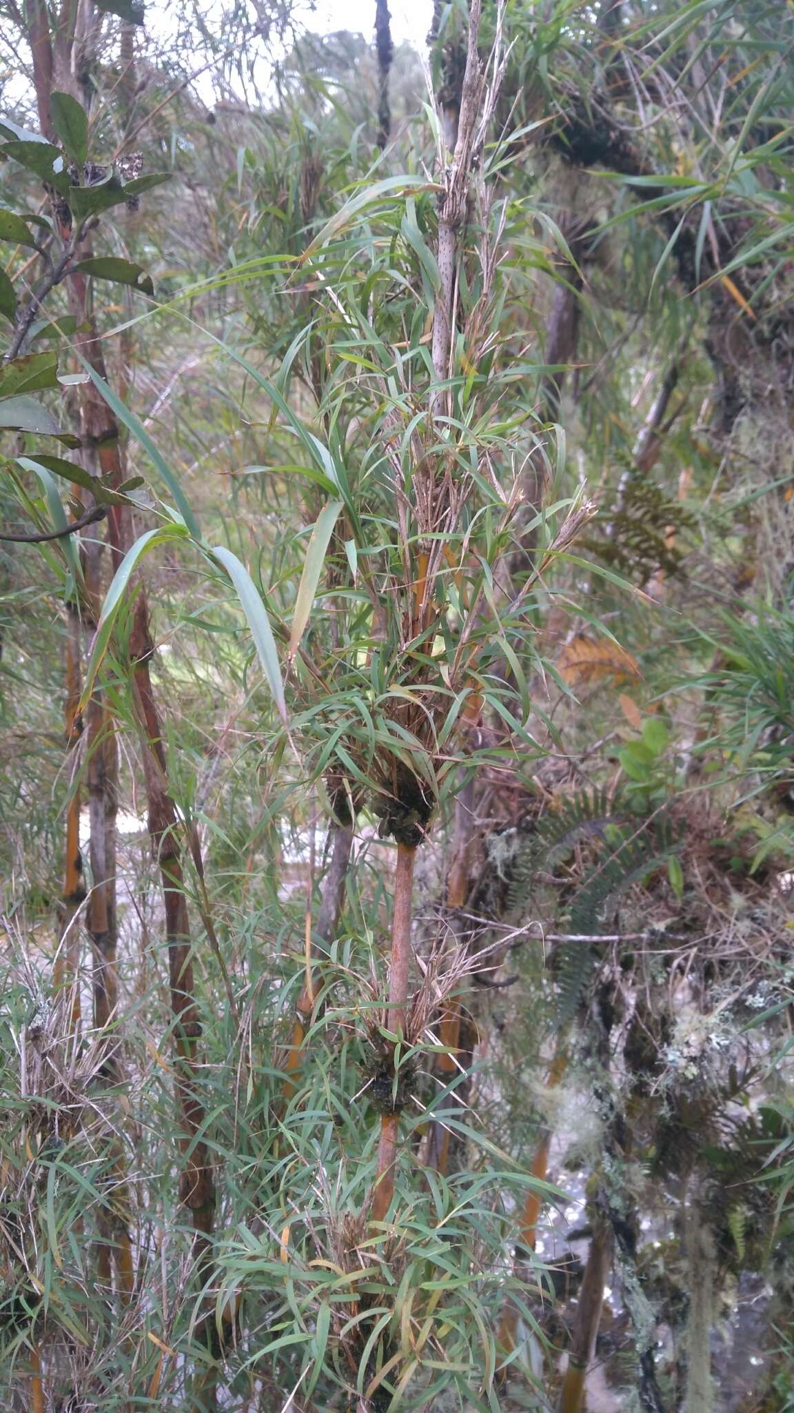 Image de Chusquea scandens Kunth