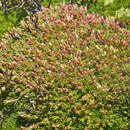 Image of Sprengelia minima Crowden