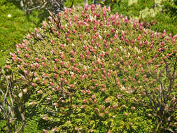 Image of Sprengelia minima Crowden