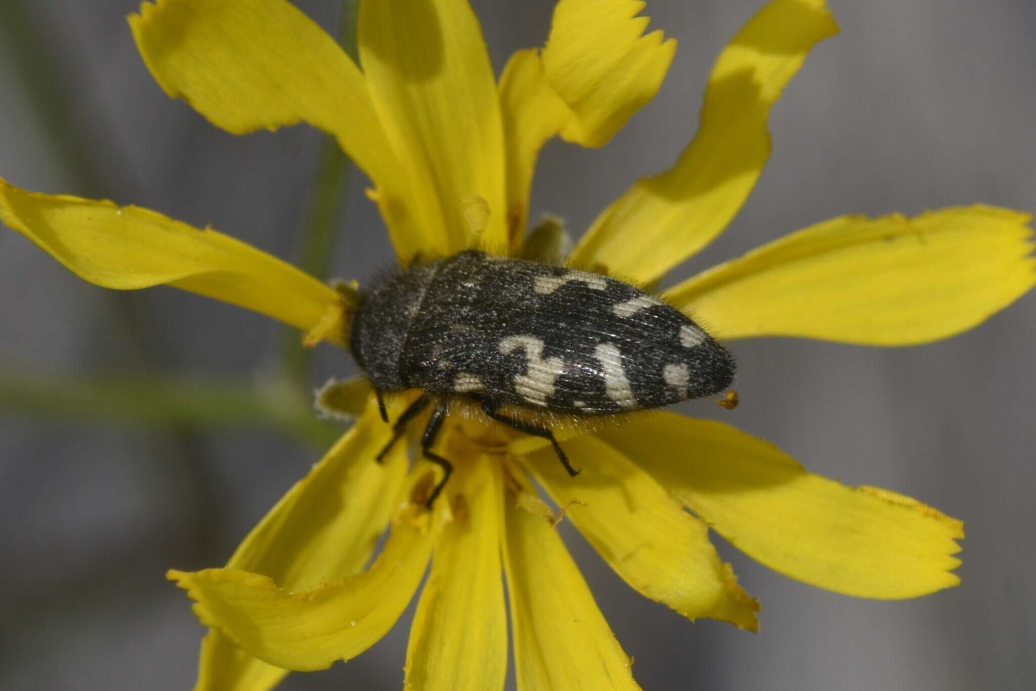 Слика од Acmaeodera idahoensis Barr 1969