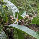 Image of <i>Solanum peikuoensis</i>