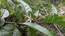 Image of <i>Solanum peikuoensis</i>