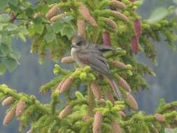 Image of Siberian Jay