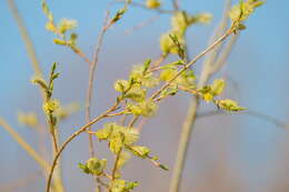 Image of tealeaf willow